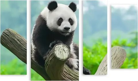 Panda hayeren
