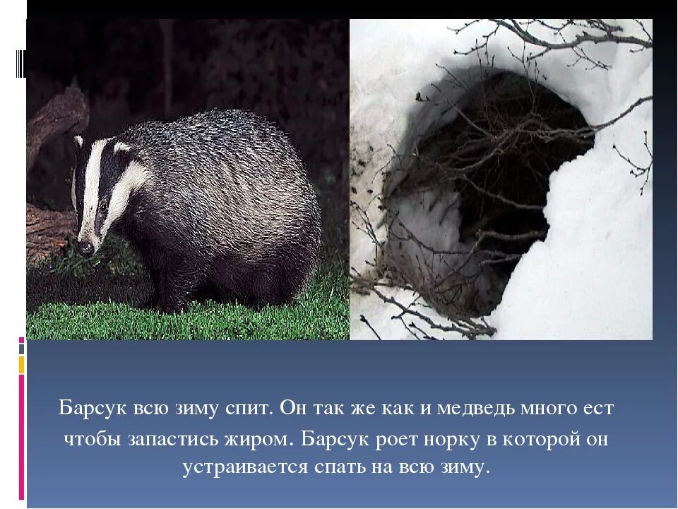 Каких животных спасают от холода запасы. Каких животных спасают от холода запасы