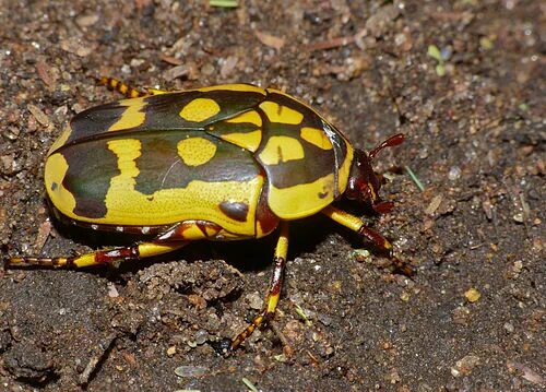 Ectinohoplia rufipes (Motschulsky, 1860) - автор фото В.С.Волкотруб