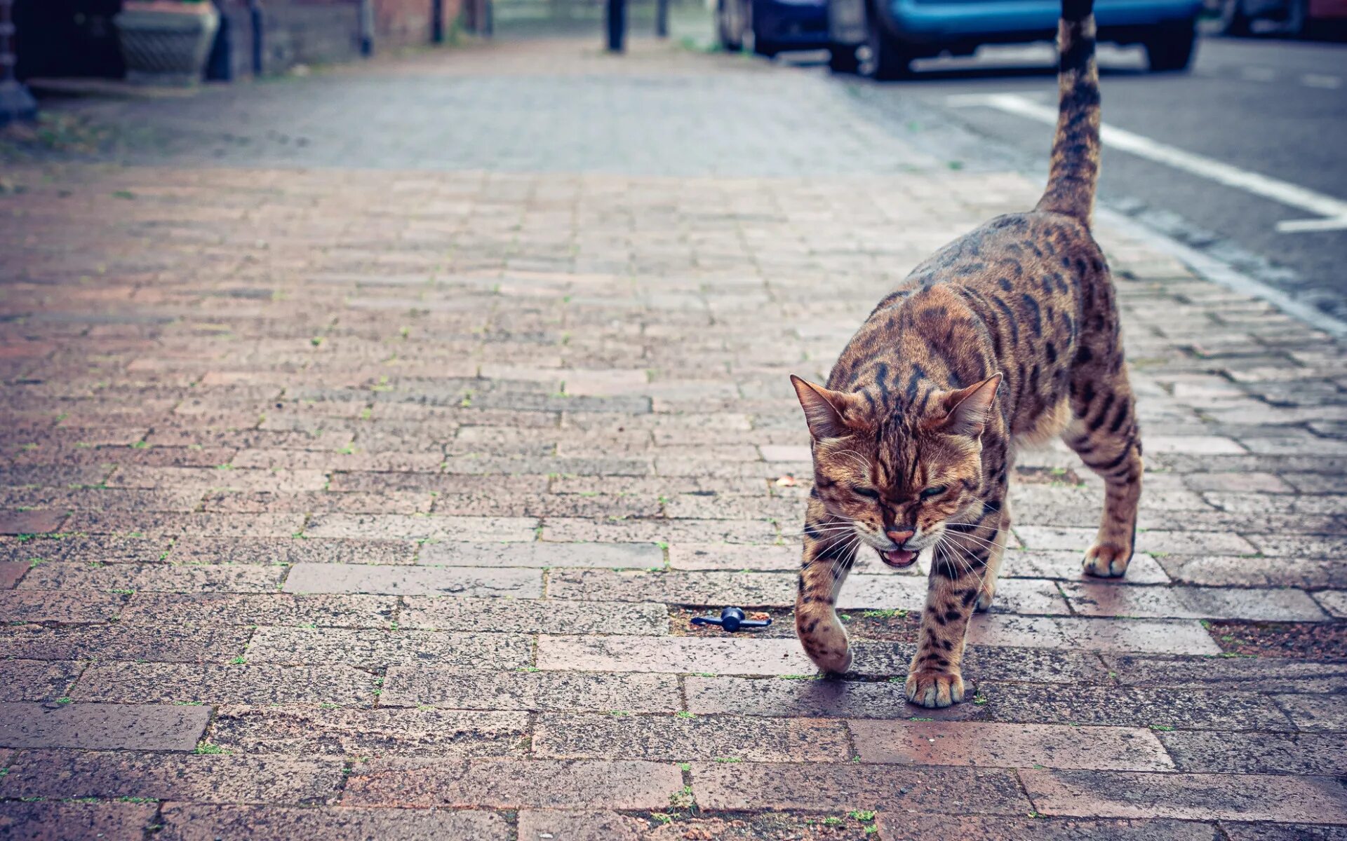 Кот на улице. Изображения котов на улицах. Кот в полный рост на улице. Армянские коты на улице. Hello street cat live
