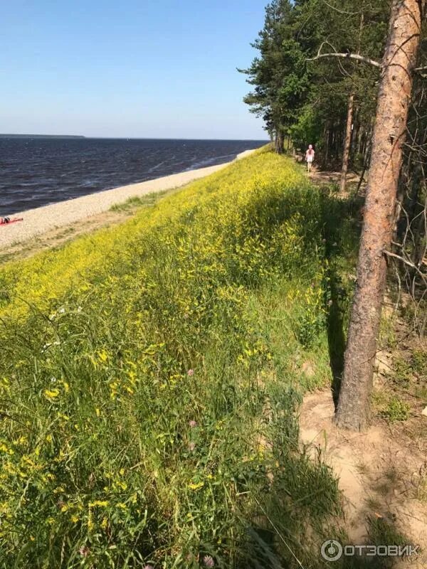Берега рыбинского водохранилища. Рыбинское водохранилище череповец. сосновые берега рыбинского водохранилища. михальково рыбинское водохранилище. вичелово рыбинское водохранилище летом.
