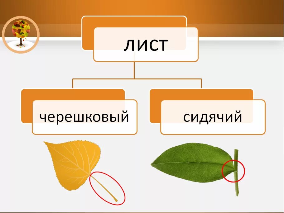 Тип листа 1) черешковый 2) сидячий. ИП листа 1) черешковый 2) сидячий. Черешковый и сидячий Тип листа. Типы листьев черешковые и сидячие.