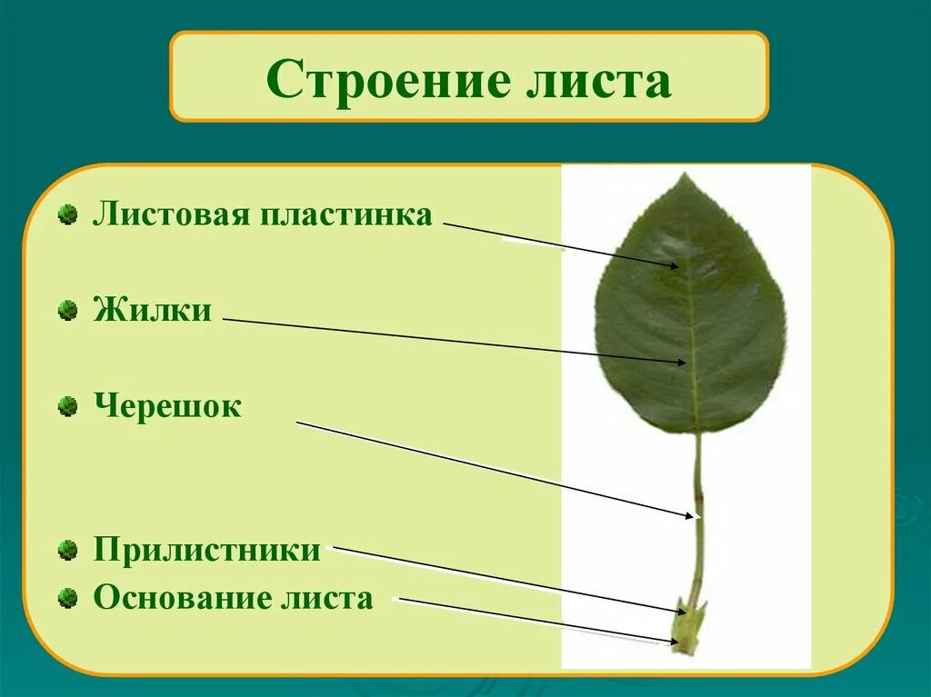 Насколько листья. Черешок прилистники листовая пластинка. Прилистник черешок основание листа. Основание черешок листовая пластинка у листа. Листовая пластинка 2 – черешок 3 – жилка.