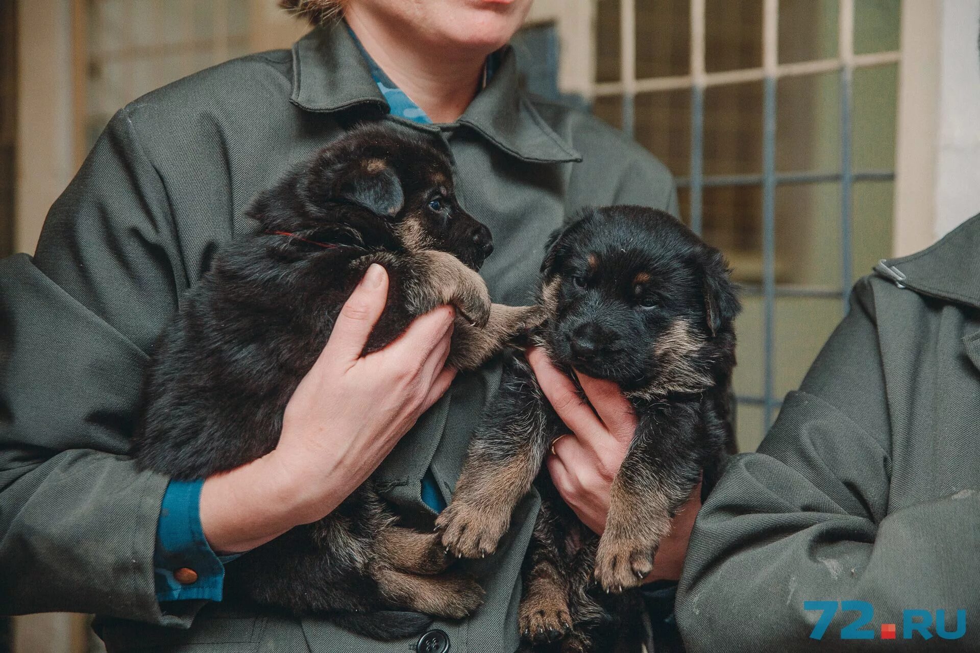 Щенки в питомнике. Питомник собак щенки немецкой овчарки. Щенки в питомнике. Питомник для бездомных собак. Щенки немецкой овчарки в ульяновске.