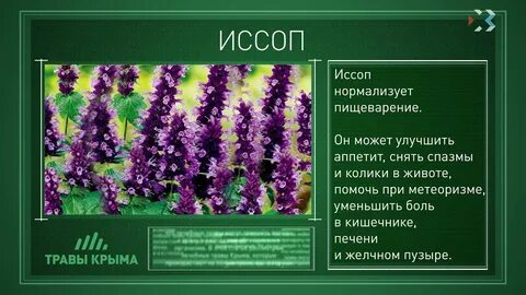 Какие травы есть в крыму