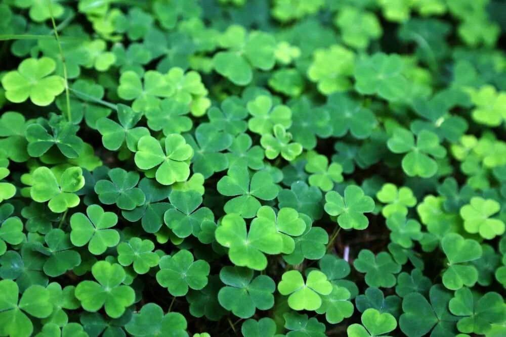 Clover windows