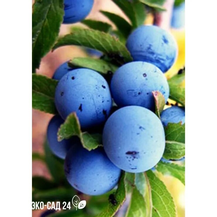 Слива кромань описание. Слива кромань описание. Слива кромань описание. Слива prunus domestica. Слива сорт блэк даймонд.