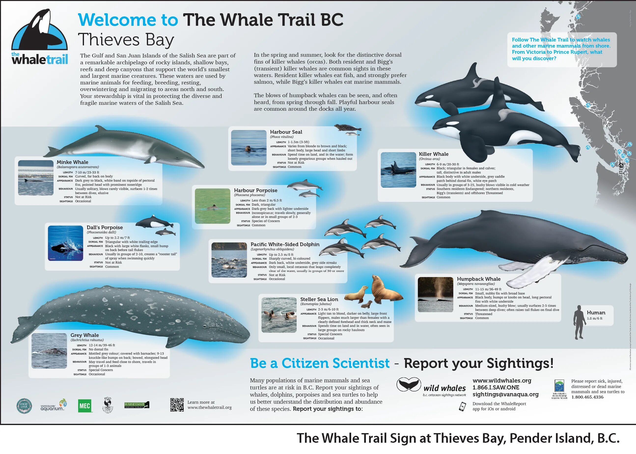 Whales are than dolphins