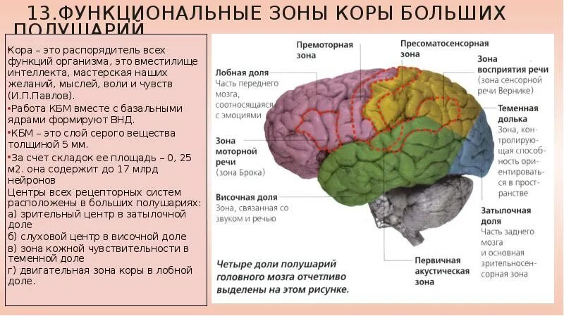 Какие отделы имеют полушария. Строение доли зоны коры головного мозга. Функциональные зоны больших полушарий головного мозга. Зоны коры головного мозга локализация функций. Функции зон коры головного мозга таблица.