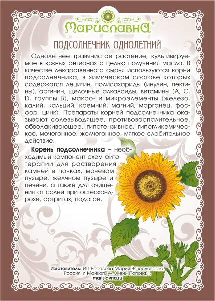 Подсолнечник корень. Подсолнух полезные и лечебные свойства. Неумывакин корня подсолнуха. Отвар корней подсолнечника. Корни подсолнуха польза и вред для здоровья.