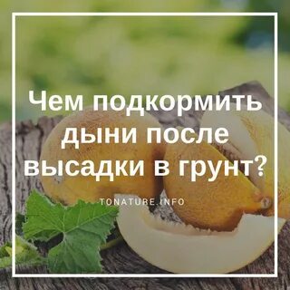 Можно ли дыню после