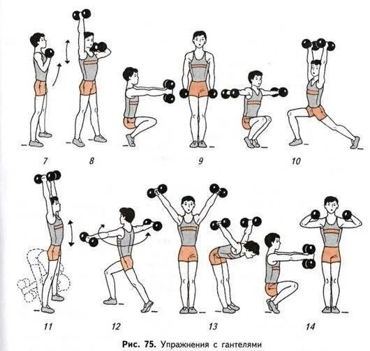 Комплекс упражнений с гантелями (10-12 упражнений). Занятия для рук с гантелями для женщин комплекс упражнений. Упрочненияс гантелями. Комплекс упражнений с гантелямм.