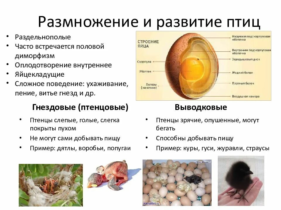 Размножение и развитие птиц 7