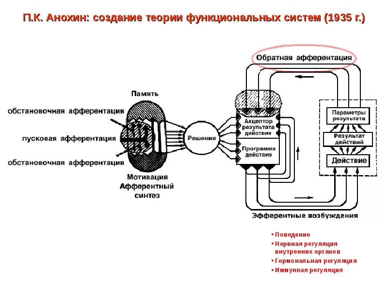 Функциональная система движения. Функциональная система Анохина. Теория функциональных систем Анохина схема. П К Анохина о функциональных системах. Функциональная система (п.к. Анохин) - это:.