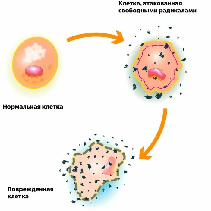 Атакующие клетки. Клетка поврежденная свободными радикалами. Свободные радикалы. Свободные радикалы в организме.