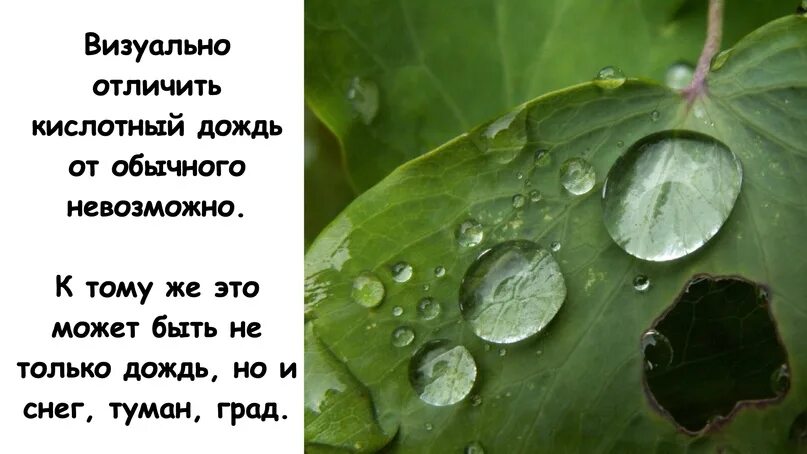 Где бывают кислотные дожди. Кислотные дожди. кислотные осадки. тему кислотные дожди. кислотные дожди картинки.