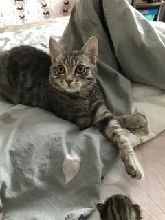Кот 1 год
