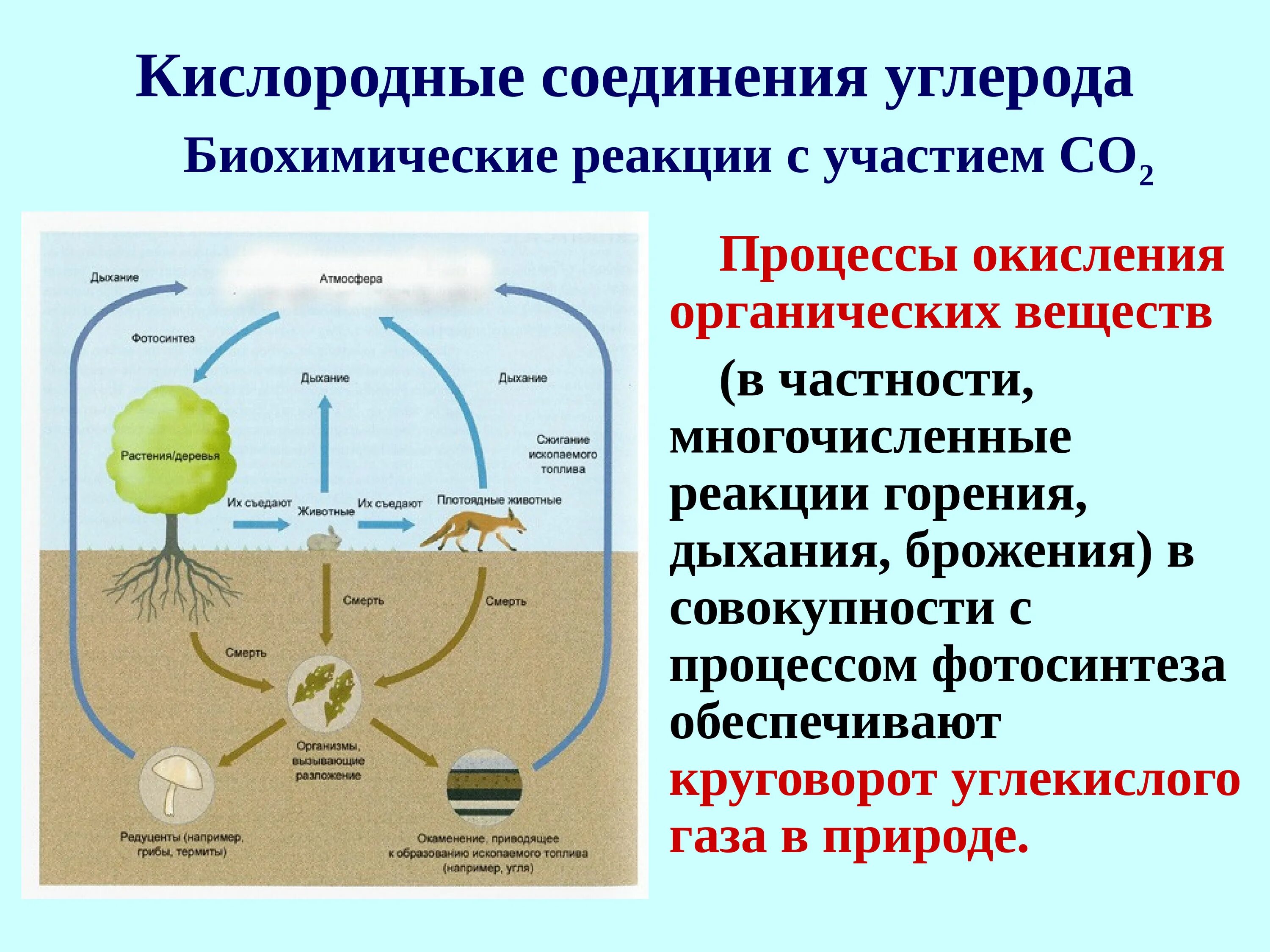 Кислородные соединения углерода. 9. Круговорот углерода в природе. Круговорот углерода в природе. Круговорот веществ углекислого газа. Почему углерод называют элементом живой природы