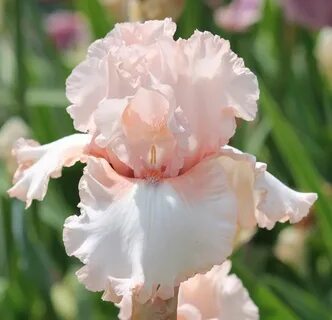 Iris full
