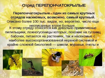 Перепончатокрылые насекомые характеристика