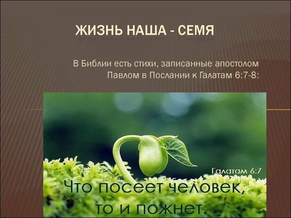 Текст про семена. Стихотворения о семенах. Притча о семенах. Цитаты про семя. Цитаты про семена.