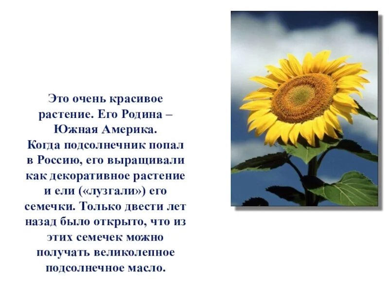 Сложноцветные масличные. Сообщение о подсолнечнике. Рассказ о подсолнухе. Подсолнечник описание. Подсолнух краткая информация.