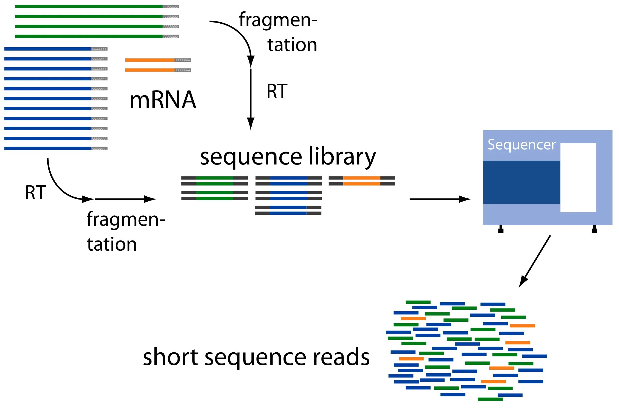 Single cell sequencing