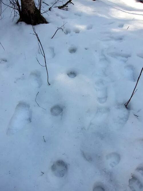 следы рыси на снегу. следы рыси фото. следы рыси фото. следы песца на снегу. следы рыси фото.