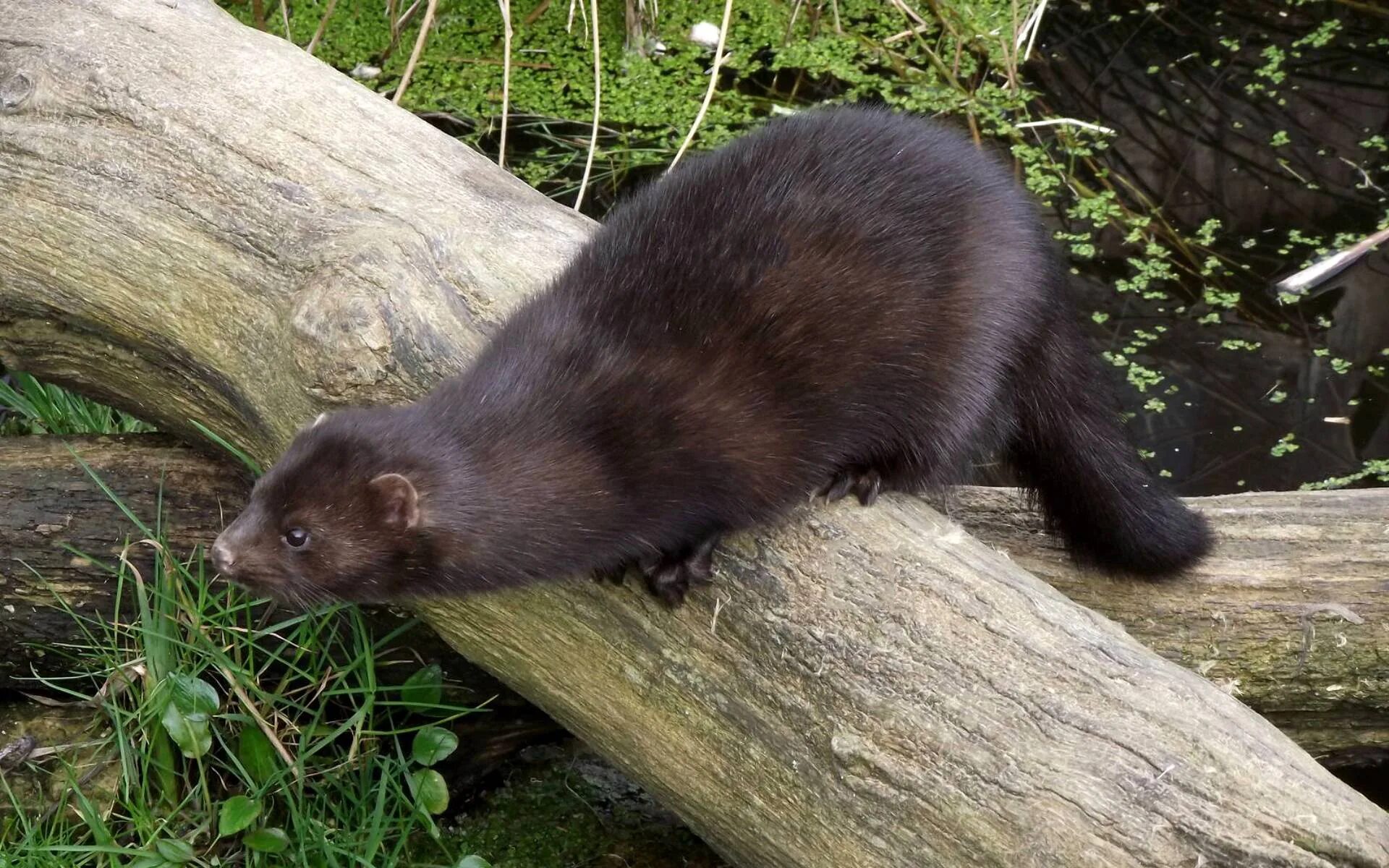 Норка jaguar mink шуба. Соболь и норка. Кавказская европейская норка mustela lutreola turovi. Европейская норка куньи. Черная американская норка.