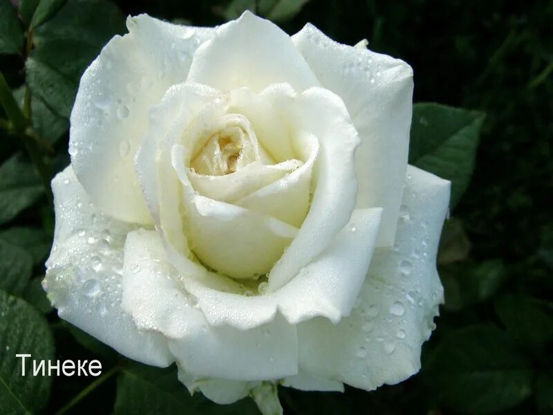 Tineke ( Inés ) / Herman H. Boerlage 1989 - rose - rosier - rosa - розы - YouTub