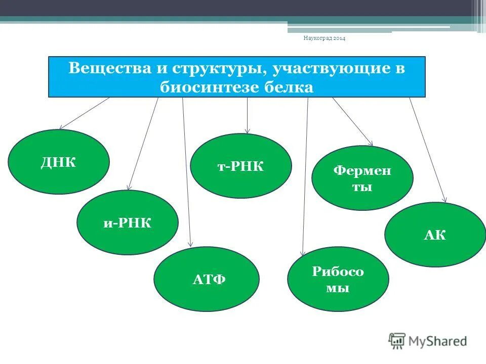 Развитие мышления на уроках биологии