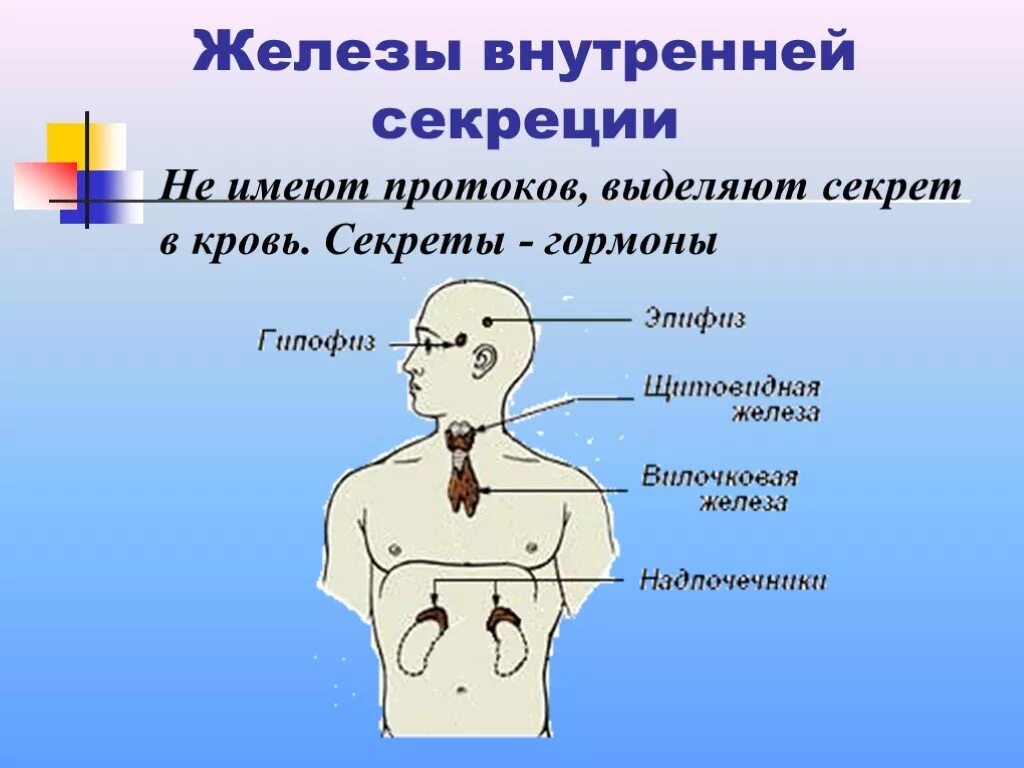 Гормоны выделяются железами внутренней секреции внешней секреции. Железы внутренней секреции вырабатывают секрет. Железы внутренней секреции выделяют в кровь. Выделеяю железы внутрееней секре.