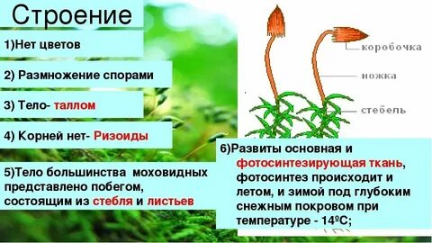 Какие вегетативные органы отсутствуют у мха