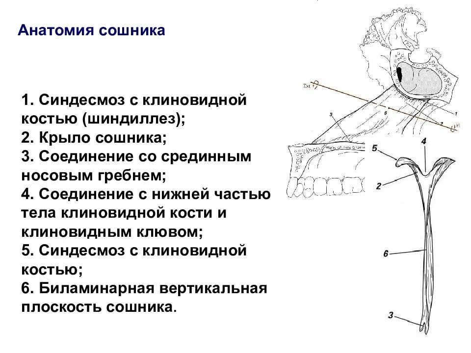 Сошник кость. Сошник кость черепа анатомия. Строение сошника кости. Сошник анатомия человека кости черепа. Строение черепа сошник.