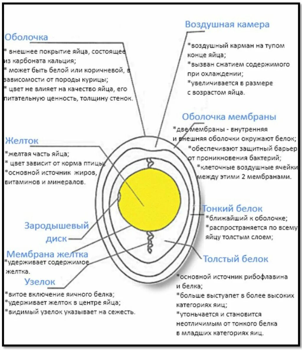 Куриное яйцо строение и функции. Строение яйца и их функции. Строение яйца функции структур. Строение яйца птицы таблица.