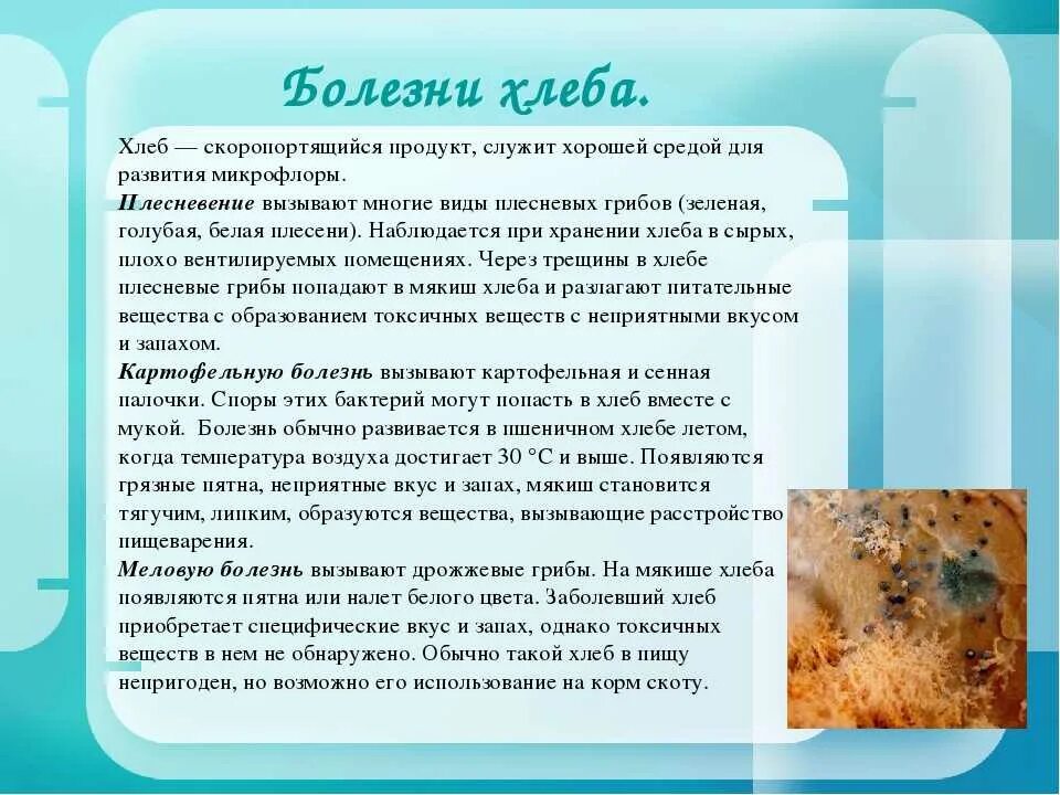 Предупреждение картофельной болезни хлеба. Профилактика картофельной болезни хлеба. Предупреждение картофельной болезни у хлеба. Тягучая картофельная болезнь хлеба. Предупреждение картофельной болезни у хлеба.