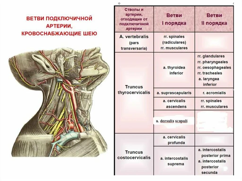 Топография подключичной артерии. Подключичная артерия, (а. subclavia),. Щитошейный ствол анатомия ветви. Ветви третьего отдела подключичной артерии.
