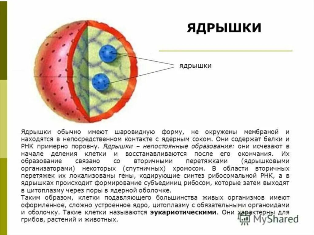 Строение ядрышка биология. Строение ядрышка клетки. Строение ядрышка кратко. Ядрышко растительной клетки схема. В ядрах клеток многоклеточного