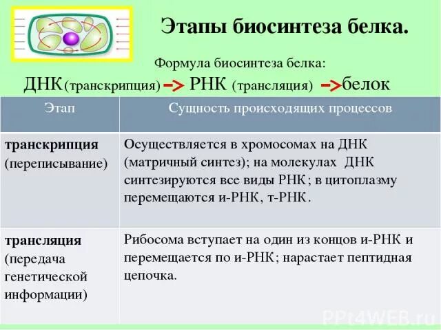 Этапы трансляции биосинтеза. Этапы биосинтеза белка транскрипция и трансляция. Синтез белка транскрипция и трансляция. Транскрипция — первый этап биосинтеза белка. Этапы биосинтеза белка транскрипция и трансляция таблица.