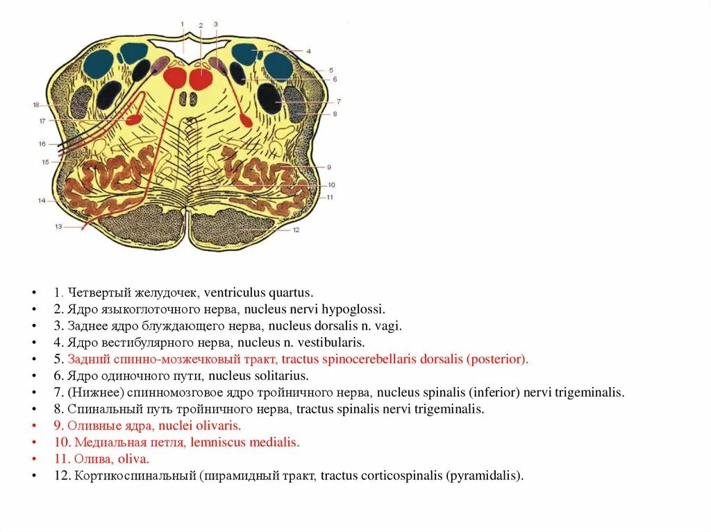 Ядра нервов в головном мозге. Продолгова ый мозг черепнве нервы. Ядра черепных нервов продолговатого мозга. Ядра черепных нервов продолговатого мозга схема. Ядра каких черепных нервов расположены в продолговатом мозге.