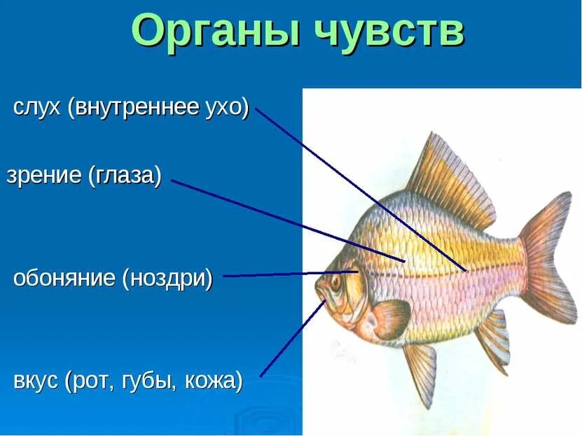 Сообщение об органах чувств у рыб. Jhufys xeedcnd e HS,. Плавники являются органом. Плавники органы чувств у рыб.