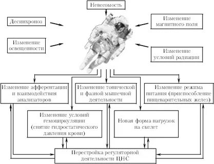 Невесомость влияние