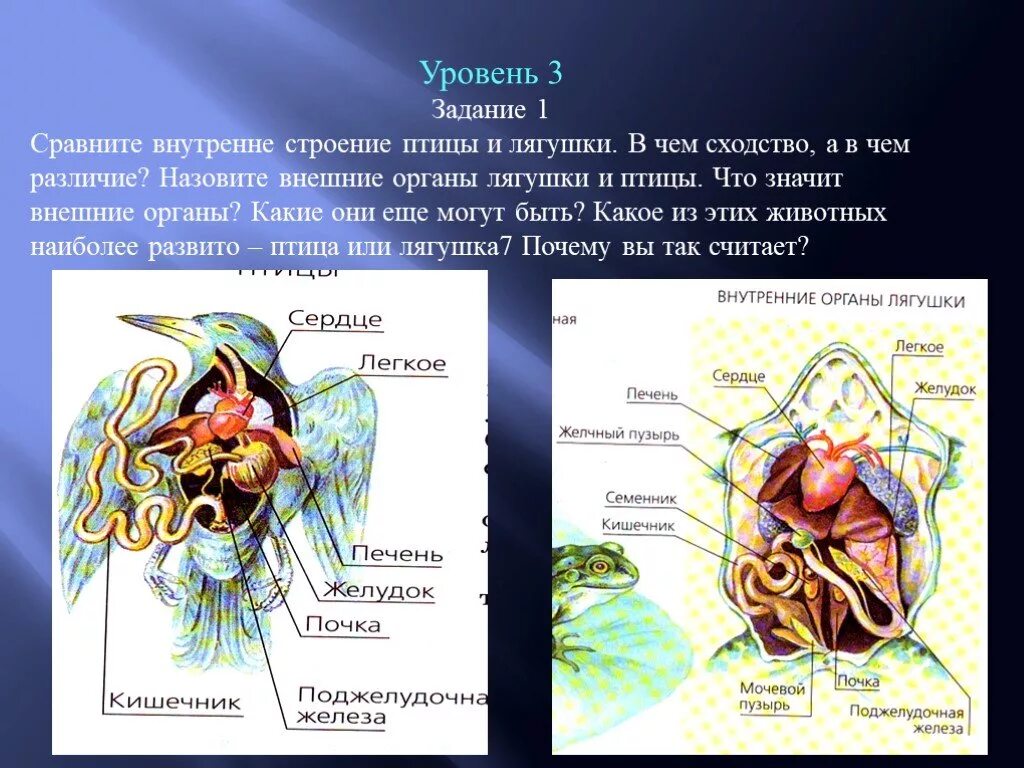 Органы животных 6 класс. Органы и системы органов животных. Органы и системы органов животных 6 класс. Внутреннее строение человека и животных. Доклад на тему органы животных.