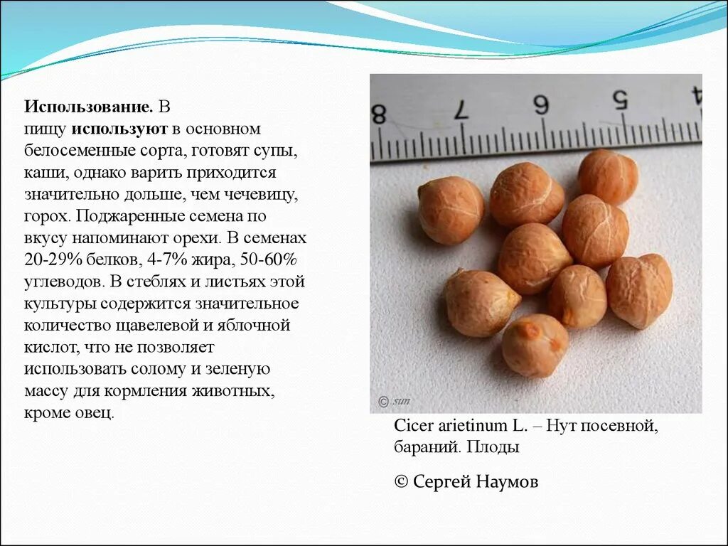 Нут белки углеводы. Нут cicer arietinum. нут, или бараний горох (cicer arietinum). какие семена используют в пищу. нут это белок или углевод.