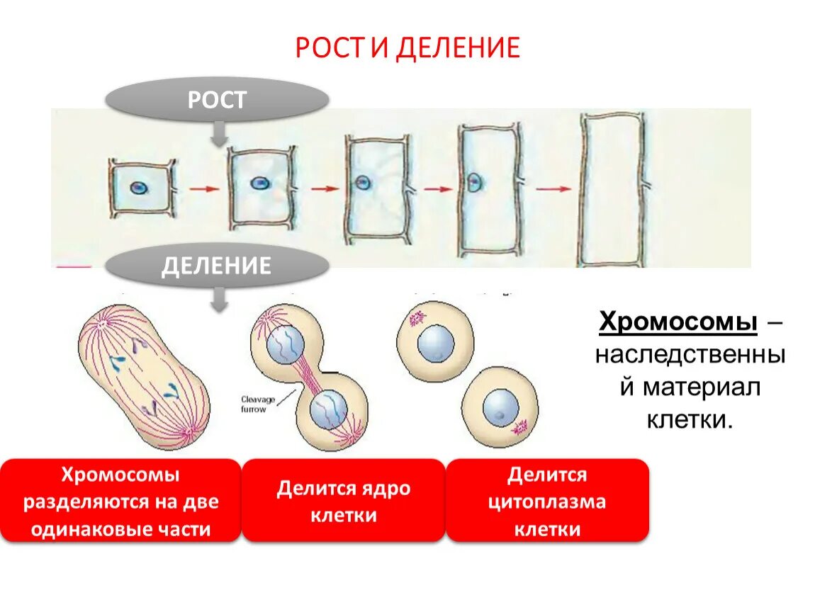 Тест жизнедеятельности клетки