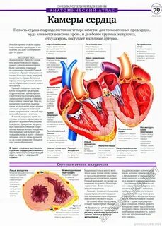 Почему сердце левее