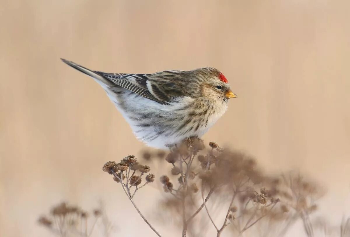Птица вьюрок самец. Гибриды вьюрковых птиц. Это небольшая лесная птица семейства вьюрковых. Черноголовый щегол. Тигровый астрильд.