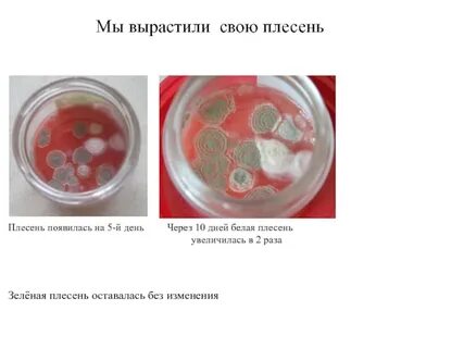Как развести плесень