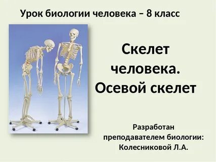 Осевой скелет объединяет