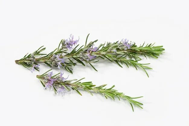 طريقة زراعة الروزماري من العقل  اكليل الجبل Salvia rosmarinus - YouTube